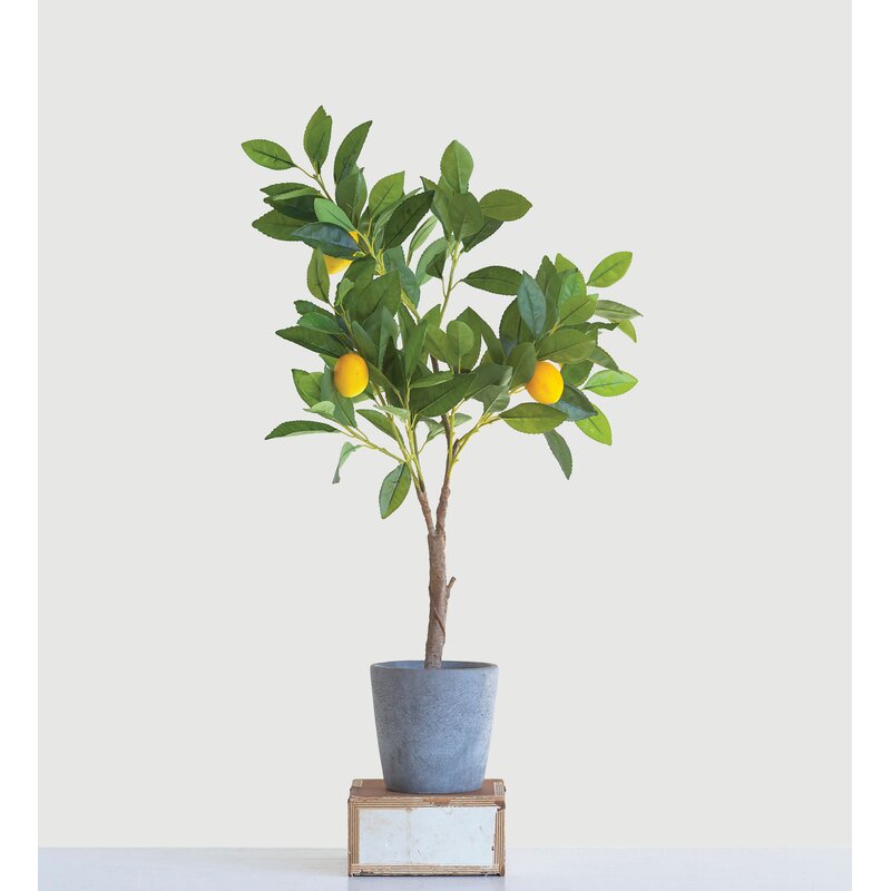 Lemon Tree In Pot And Reviews Joss And Main 5630